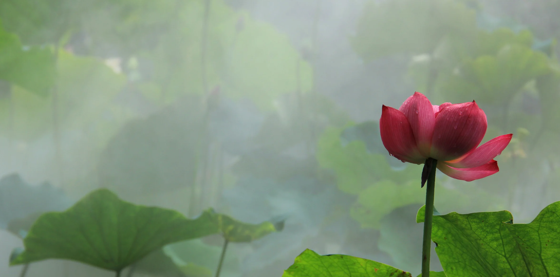The Subtle Body & the Field of Life Force