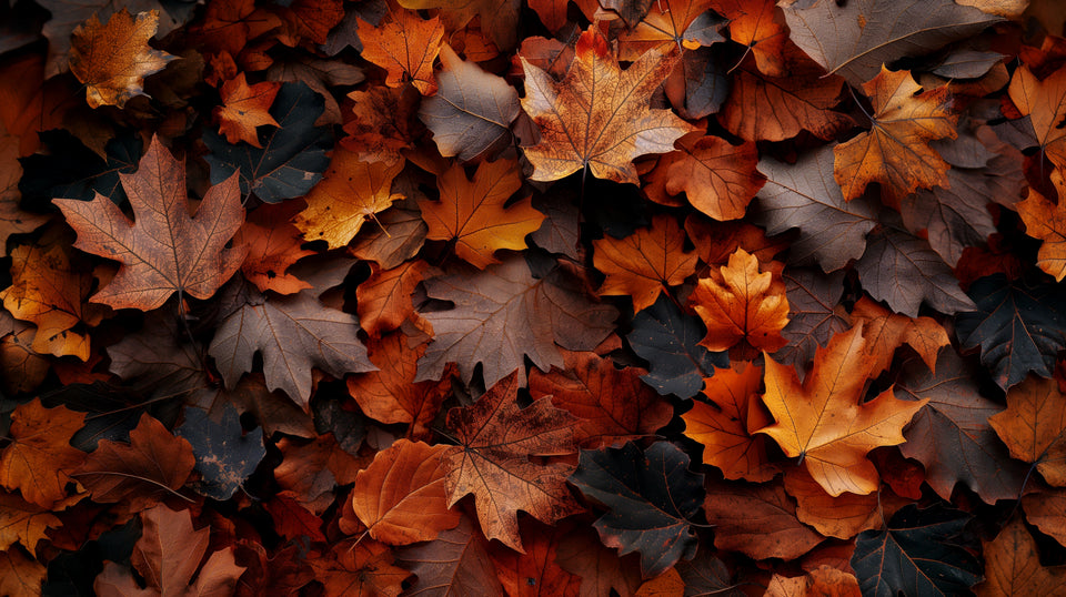 BioVeda Autumn Ritual Guide